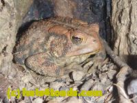 /home//u458753944/public_html/sourcegallery/////Toads/P11/P1100267.JPG