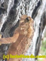 /home//u458753944/public_html/sourcegallery/////Toads/P11/P1130387.jpg