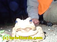/home//u458753944/public_html/sourcegallery/////Toads/P40/P4050364.JPG
