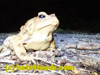 /home//u458753944/public_html/sourcegallery/////Toads/P41/P4130407.JPG