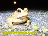 /home//u458753944/public_html/sourcegallery/////Toads/P41/P4130409.JPG