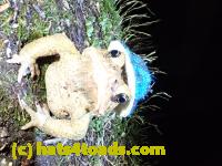 /home//u458753944/public_html/sourcegallery/////Toads/P41/P4130419.JPG