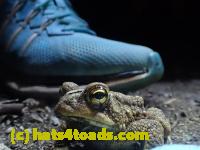 /home//u458753944/public_html/sourcegallery/////Toads/P41/P4150655.JPG