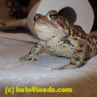 /home//u458753944/public_html/sourcegallery/////Toads/P51/P5100428.JPG