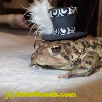/home//u458753944/public_html/sourcegallery/////Toads/P51/P5100430.JPG