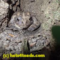 /home//u458753944/public_html/sourcegallery/////Toads/P60/P6040668.JPG