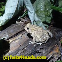/home//u458753944/public_html/sourcegallery/////Toads/P62/P6220179.JPG