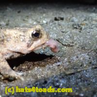 /home//u458753944/public_html/sourcegallery/////Toads/P62/P6220186.JPG