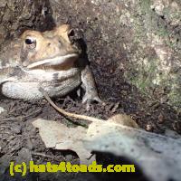 /home//u458753944/public_html/sourcegallery/////Toads/P62/P6300741.JPG