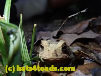 /home//u458753944/public_html/sourcegallery/////Toads/P80/P8030993.JPG