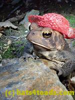 /home//u458753944/public_html/sourcegallery/////Toads/P81/P8130037.JPG