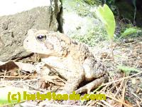 /home//u458753944/public_html/sourcegallery/////Toads/P81/P8160089.JPG