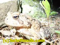 /home//u458753944/public_html/sourcegallery/////Toads/P81/P8160091.JPG