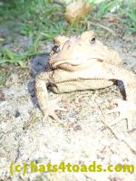 /home//u458753944/public_html/sourcegallery/////Toads/P82/P8200365.JPG