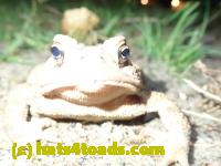 /home//u458753944/public_html/sourcegallery/////Toads/P82/P8200367.JPG