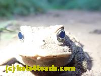 /home//u458753944/public_html/sourcegallery/////Toads/P91/P9110201.JPG