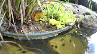 /home//u458753944/public_html/sourcegallery/////other/pond/dog/1716499681.jpg