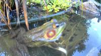 /home//u458753944/public_html/sourcegallery/////other/pond/dog/dog5.jpg