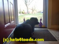 /home//u458753944/public_html/sourcegallery////Chickens/Cookie/P1100709.JPG
