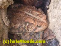 /home//u458753944/public_html/sourcegallery////Toads/P11/P1100479.JPG