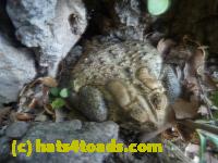 /home//u458753944/public_html/sourcegallery////Toads/P11/P1120405.JPG