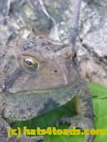 /home//u458753944/public_html/sourcegallery////Toads/P11/P1120754.JPG