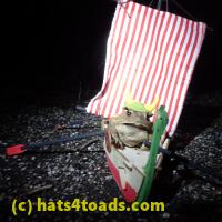 /home//u458753944/public_html/sourcegallery////Toads/P22/P2210059.JPG