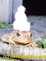 /home//u458753944/public_html/sourcegallery////Toads/P40/P4050376.JPG