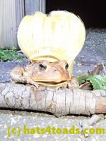 /home//u458753944/public_html/sourcegallery////Toads/P40/P4050378.JPG