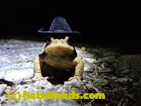 /home//u458753944/public_html/sourcegallery////Toads/P40/P4080399.JPG