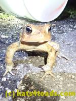 /home//u458753944/public_html/sourcegallery////Toads/P41/P4130424.JPG
