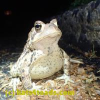 /home//u458753944/public_html/sourcegallery////Toads/P51/P5100424.JPG