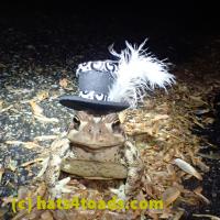/home//u458753944/public_html/sourcegallery////Toads/P51/P5100427.JPG