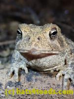 /home//u458753944/public_html/sourcegallery////Toads/P81/P8130046.JPG