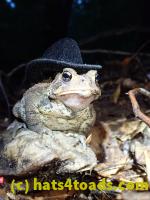 /home//u458753944/public_html/sourcegallery////Toads/P81/P8140053.JPG