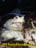 /home//u458753944/public_html/sourcegallery////Toads/P81/P8140054.JPG