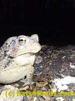 /home//u458753944/public_html/sourcegallery////Toads/P81/P8140056.JPG