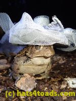 /home//u458753944/public_html/sourcegallery////Toads/P81/P8140057.JPG