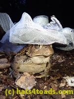 /home//u458753944/public_html/sourcegallery////Toads/P81/P8140058.JPG