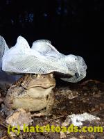 /home//u458753944/public_html/sourcegallery////Toads/P81/P8140060.JPG