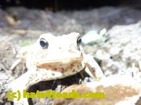 /home//u458753944/public_html/sourcegallery////Toads/P81/P8190304.JPG