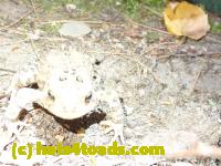 /home//u458753944/public_html/sourcegallery////Toads/P81/P8190306.JPG
