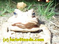 /home//u458753944/public_html/sourcegallery////Toads/P82/P8200368.JPG