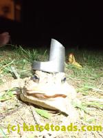 /home//u458753944/public_html/sourcegallery////Toads/P82/P8200383.JPG