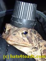 /home//u458753944/public_html/sourcegallery////Toads/P91/P9110199.JPG