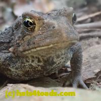 /home//u458753944/public_html/sourcegallery////Toads/P91/P9170060.JPG