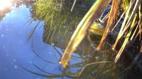 /home//u458753944/public_html/sourcegallery////other/pond/dog/dog55.jpg