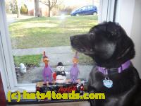 /home//u458753944/public_html/sourcegallery///Chickens/Cookie/P1100720.JPG