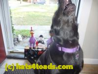 /home//u458753944/public_html/sourcegallery///Chickens/Cookie/P1100721.JPG