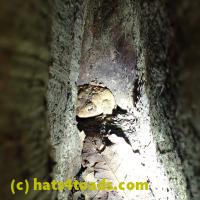 /home//u458753944/public_html/sourcegallery///Toads/P06/PA060114.JPG